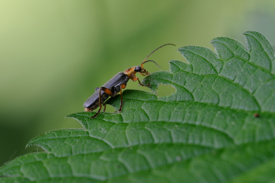 Cantharis sp.